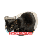 かわいいねこちゃんすたんぷだよ（個別スタンプ：1）
