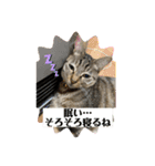 かわいいねこちゃんすたんぷだよ（個別スタンプ：2）