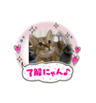 かわいいねこちゃんすたんぷだよ（個別スタンプ：3）