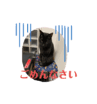 かわいいねこちゃんすたんぷだよ（個別スタンプ：4）