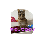 かわいいねこちゃんすたんぷだよ（個別スタンプ：5）