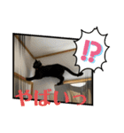 かわいいねこちゃんすたんぷだよ（個別スタンプ：6）