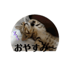 かわいいねこちゃんすたんぷだよ（個別スタンプ：7）