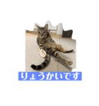 かわいいねこちゃんすたんぷだよ（個別スタンプ：9）