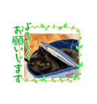かわいいねこちゃんすたんぷだよ（個別スタンプ：10）