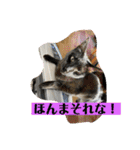かわいいねこちゃんすたんぷだよ（個別スタンプ：12）