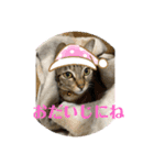 かわいいねこちゃんすたんぷだよ（個別スタンプ：13）