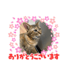 かわいいねこちゃんすたんぷだよ（個別スタンプ：15）