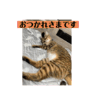 かわいいねこちゃんすたんぷだよ（個別スタンプ：16）