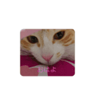 飼い猫1号ちゃん（個別スタンプ：1）