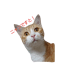 飼い猫1号ちゃん（個別スタンプ：2）