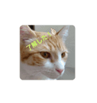 飼い猫1号ちゃん（個別スタンプ：3）
