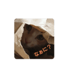飼い猫1号ちゃん（個別スタンプ：4）
