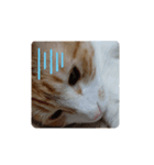 飼い猫1号ちゃん（個別スタンプ：5）