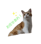 飼い猫1号ちゃん（個別スタンプ：6）