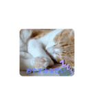 飼い猫1号ちゃん（個別スタンプ：8）