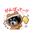 チワワのくうちゃん♥（個別スタンプ：3）