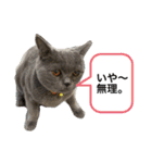 ブブブブブリティッシュ 改（個別スタンプ：1）