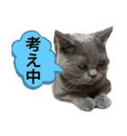 ブブブブブリティッシュ 改（個別スタンプ：2）