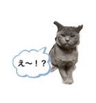 ブブブブブリティッシュ 改（個別スタンプ：4）