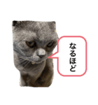 ブブブブブリティッシュ 改（個別スタンプ：8）