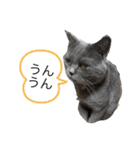 ブブブブブリティッシュ 改（個別スタンプ：10）