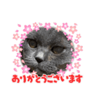 ブブブブブリティッシュ 改（個別スタンプ：13）