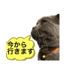ブブブブブリティッシュ 改（個別スタンプ：19）