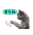 ブブブブブリティッシュ 改（個別スタンプ：22）