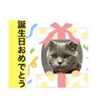 ブブブブブリティッシュ 改（個別スタンプ：24）