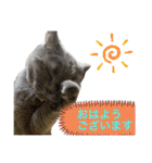 ブブブブブリティッシュ 改（個別スタンプ：29）
