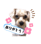 ひなももすたんぷ！(2)（個別スタンプ：3）