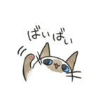 こげまるねこ（個別スタンプ：17）