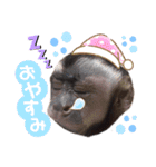 フサオマキザルのフウタと仲間たち（個別スタンプ：2）