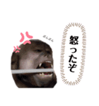 フサオマキザルのフウタと仲間たち（個別スタンプ：5）
