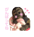 フサオマキザルのフウタと仲間たち（個別スタンプ：9）