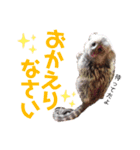 フサオマキザルのフウタと仲間たち（個別スタンプ：11）