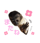 フサオマキザルのフウタと仲間たち（個別スタンプ：16）