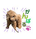 おとぼけといぷー（個別スタンプ：4）
