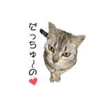 日常使いの猫スタンプ2（個別スタンプ：6）