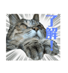 日常使いの猫スタンプ2（個別スタンプ：10）