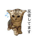日常使いの猫スタンプ2（個別スタンプ：13）