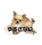 かまってチワワちゃん（個別スタンプ：2）
