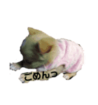 かまってチワワちゃん（個別スタンプ：6）