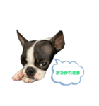 ボステリベッちゃん（個別スタンプ：3）