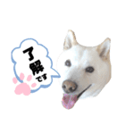 しろしば 大吉の日常で使えるスタンプ（個別スタンプ：1）