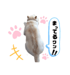 しろしば 大吉の日常で使えるスタンプ（個別スタンプ：5）
