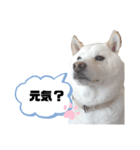 しろしば 大吉の日常で使えるスタンプ（個別スタンプ：8）
