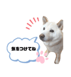 しろしば 大吉の日常で使えるスタンプ（個別スタンプ：10）