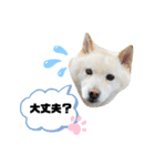 しろしば 大吉の日常で使えるスタンプ（個別スタンプ：11）